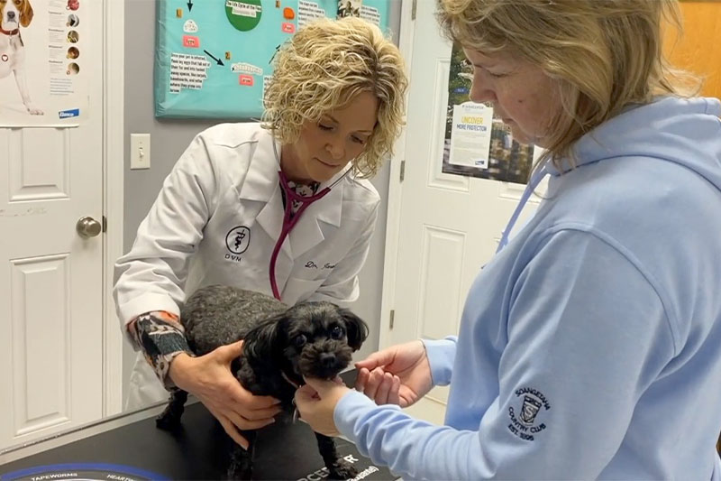 Veterinarian in Elmwood