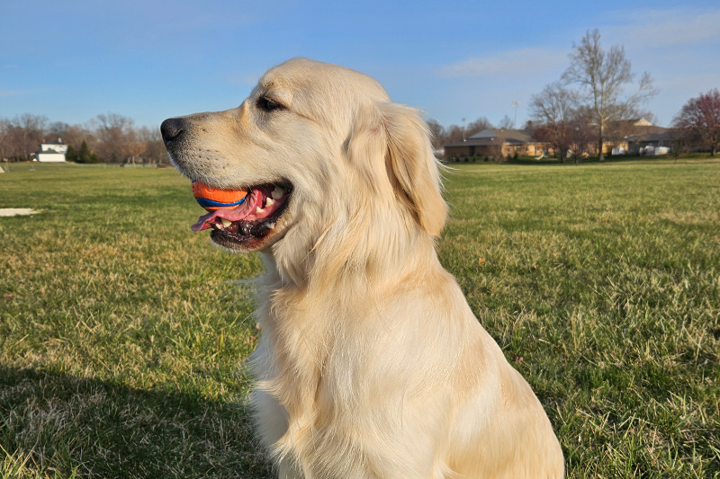 Basic Dentistry with Extractions in Williamsfield & Elmwood