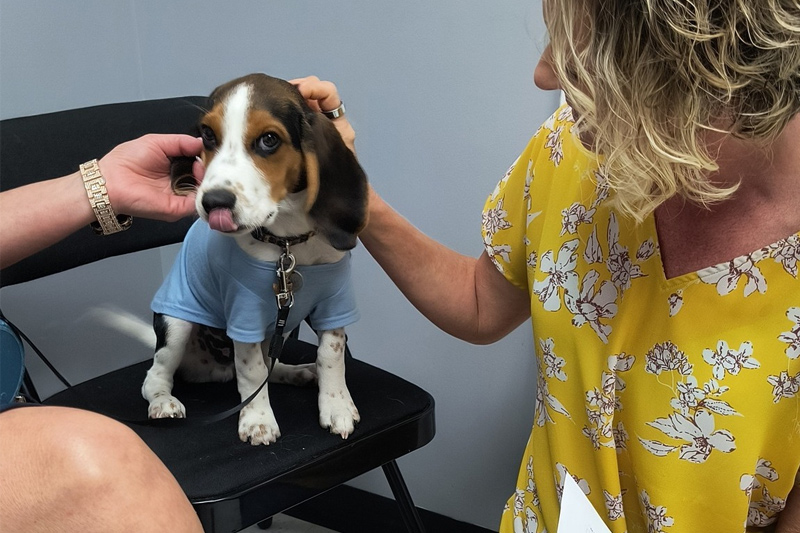 In House Bloodwork in Williamsfield & Elmwood