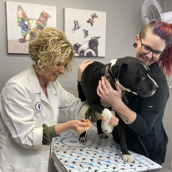 Top Rated Veterinarian