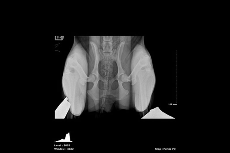 Pennhip Digital X-rays in Williamsfield & Elmwood