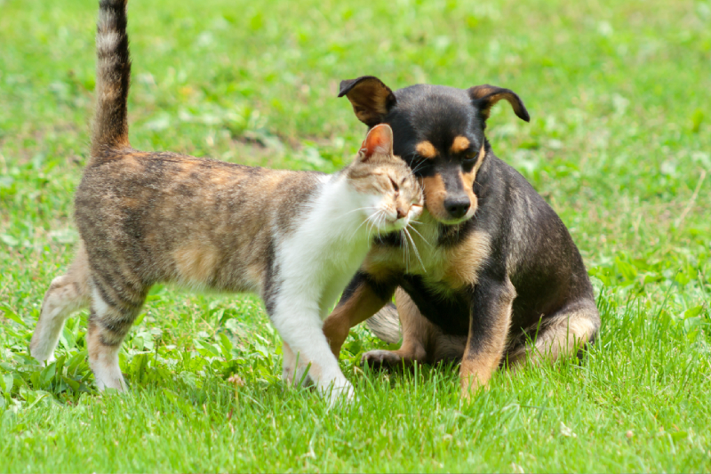 Wags and Whiskers Veterinary Services, PLLC Special Offer