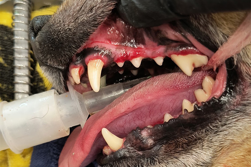 Pet Dental Cleanings in Williamsfield & Elmwood