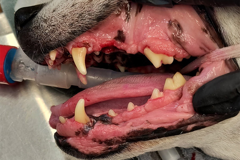 Pet Dental Cleanings in Williamsfield & Elmwood