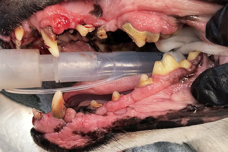 Pet Dental Cleanings in Williamsfield & Elmwood