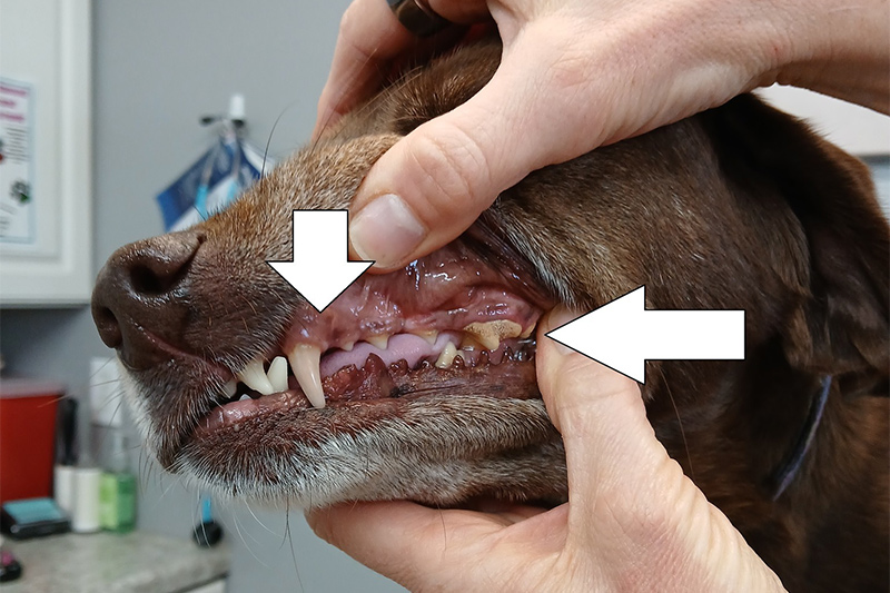 Pet Dental Cleanings in Williamsfield & Elmwood