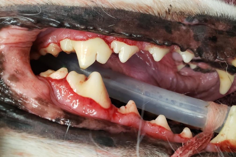 Dental Care in Williamsfield & Elmwood