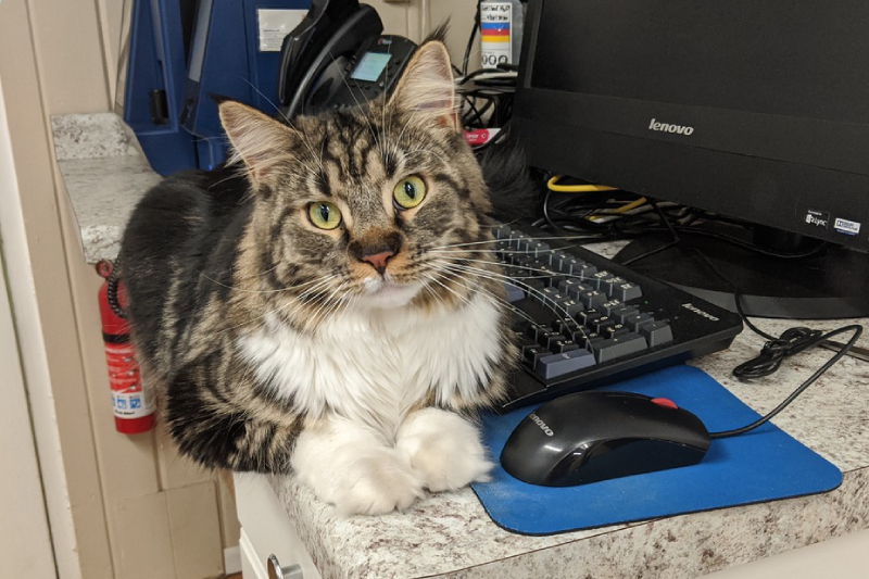 Diagnostics in Williamsfield & Elmwood