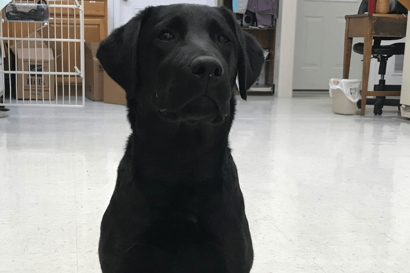 Pennhip X-rays in Williamsfield & Elmwood