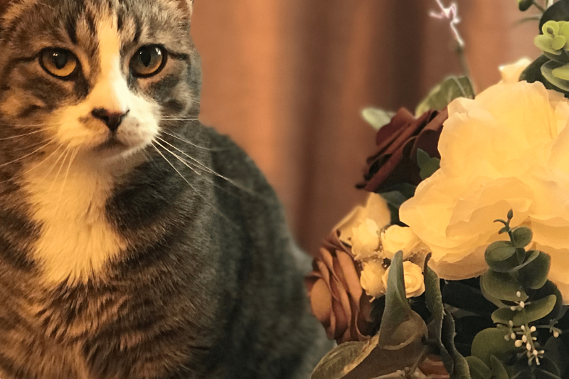 Pharmacy in Williamsfield & Elmwood