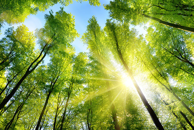 Natural Dental Cleaning in Newbury Park