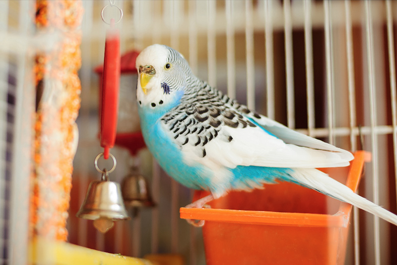 Bird Care - Happy Paws Veterinary Center, Tarzana Veterinarian