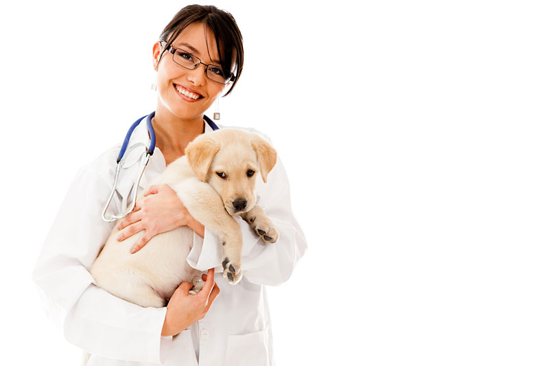 Meet the Doctor - Tarzana Veterinarian Animal Healthcare