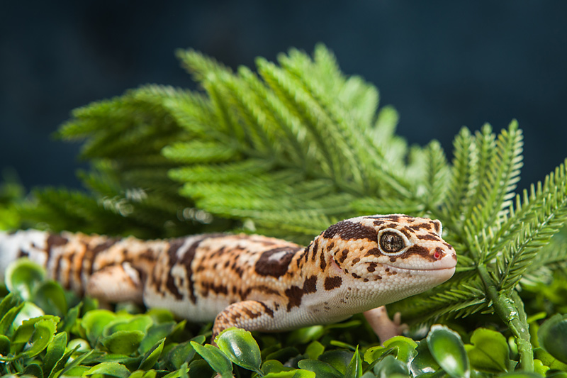 Reptile Care - Happy Paws Veterinary Center, Tarzana Veterinarian